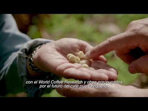 Starbucks Foundation - Puerto Rico