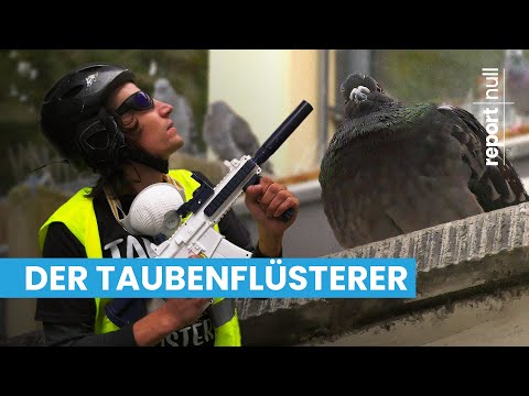 report null - Der Taubenflüsterer