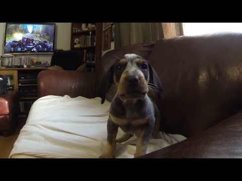 Lady and Nishka wrestling our 2 Bluetick hounds