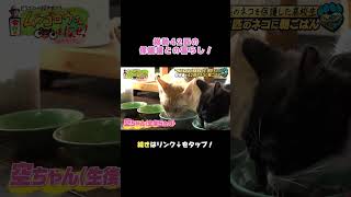 朝はたくさんの猫ちゃんと一緒に起床☀️ご飯も圧巻の光景！ #猫 #保護猫 #猫のいる暮らし