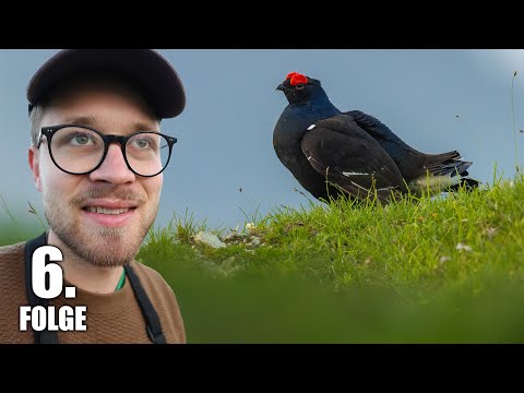 Birkhuhn-Balz und Rothirsche ganz nah! Ein Traum wird wahr - Vogel-Alpenabenteuer Tag 6