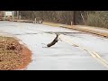 Deer Falls On The Road