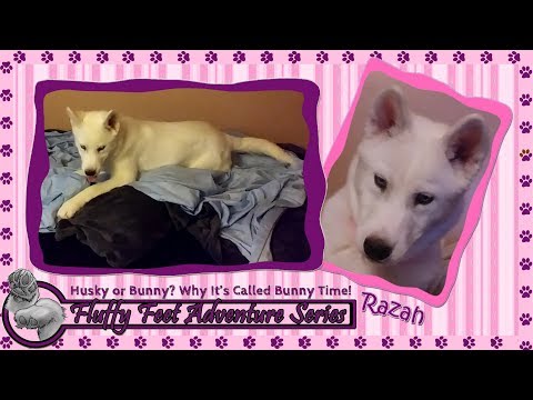 Razah: Husky or Bunny? Why it's Called 'Bunny Time'!