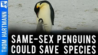 Could Same-Sex Penguins Save Endangered Species?