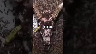 These insects joins you once you're six feet under. 🫢