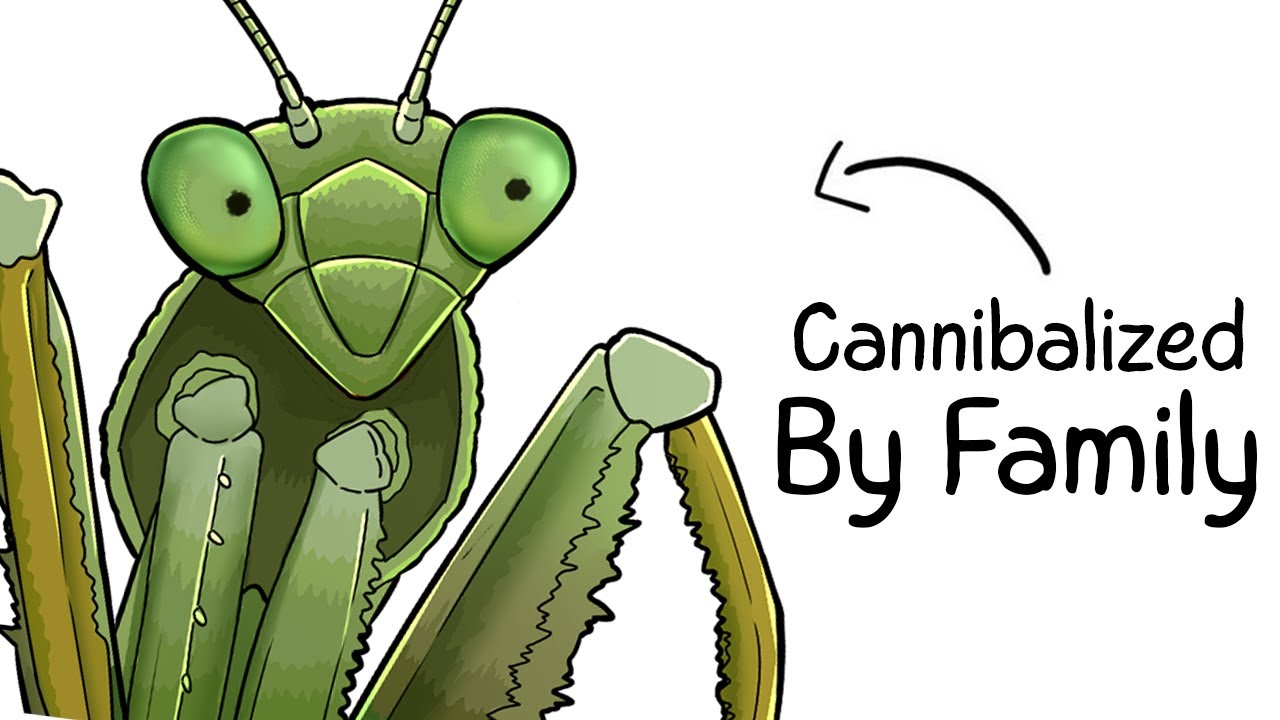 Why it Sucks To Be Born As a Praying Mantis