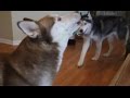 Laika The Husky Says HELLO