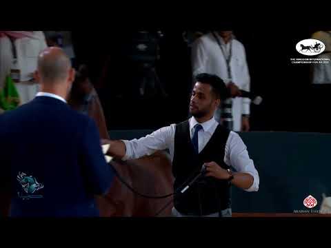 N 224 JAREM ATHBAH   The Kingdom International Championship For AH 2022   Yearling Colts Class 7C