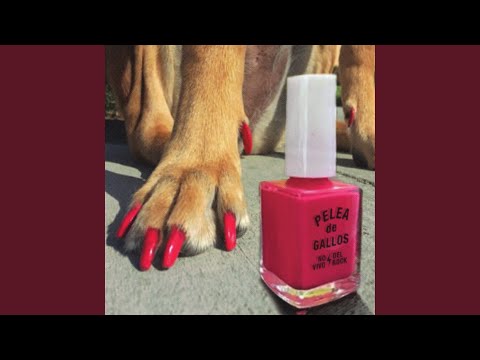 Llámame - Pelea de Gallos