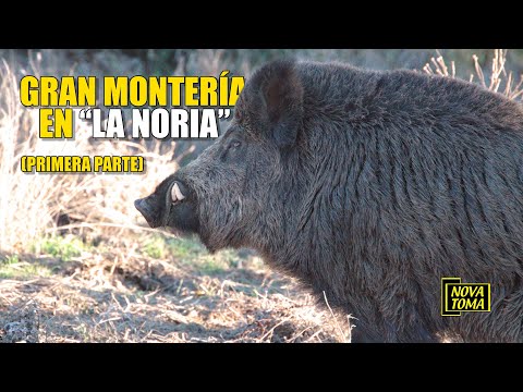 GREAT HUNTING AT LA NORIA (Part 1)