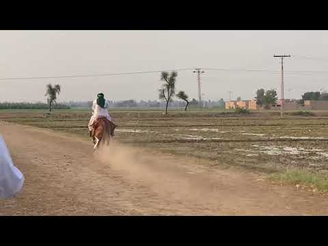 Kabotar Wadero Shahjahan Junejo