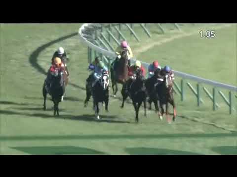 2021.11.28 Begonia Sho (JPN) - Red Radiance