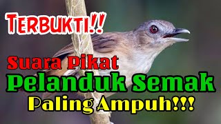 Download lagu Terbukti!! Suara Pikat Pelanduk Semak, Paling ampuh..!! v.1.0 mp3