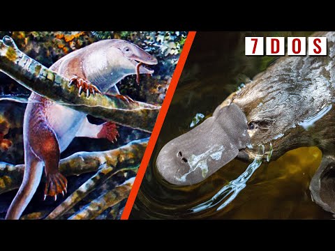 Prehistoric Platypus Ancestor Discovered in Australia | 7 Days of Science