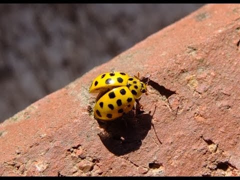 download lagu mp3 mp4 Psyllobora Vigintiduopunctata, download lagu Psyllobora Vigintiduopunctata gratis, unduh video klip Psyllobora Vigintiduopunctata