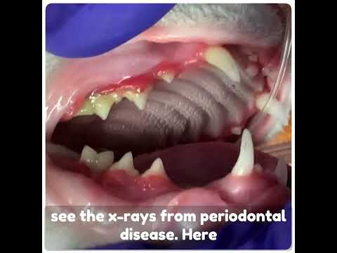 Stomatitis & Tooth Resorption in Cats