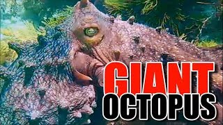 Giant Octopus South Australia