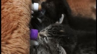 preview picture of video 'Eastland's Orphan Kitten Rescue Bottle feeding by the litter'