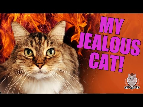 My JEALOUS Cat is Driving me Crazy This Can Help! - YouTube