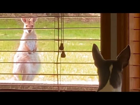 Australian Young Wallaby & Crisanto connect #cute #dog #hearttouching #australianwildlife #amazeyou