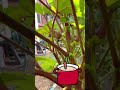 ¿Sabías que existe el quimbombó rojo? #redburgundyokra #gumbo #recetasveganas