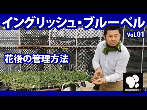 2023年のブルーベルは剪定すべきですか