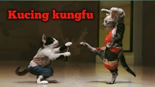 Download lagu Kungfu versi kucing... mp3