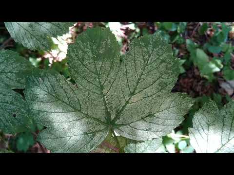 Ahorn 5/5: Spitzahorn vs. Bergahorn (im Erlenbruchwald)