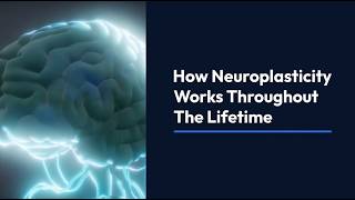 How Neuroplasticity Works Throughout The Lifetime