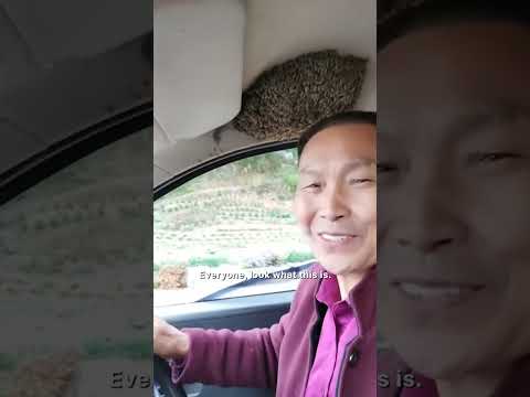 Man Calmly Keeps Driving With Thousands of Bees in His Car #shorts
