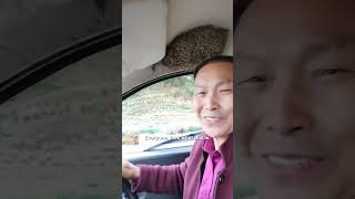 Download lagu Man Calmly Keeps Driving With Thousands of Bees in His Car #shorts mp3