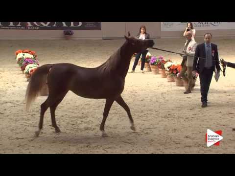 N.118 AISA BY MASHAR - Milan 2016 - Class Egyptian Mares