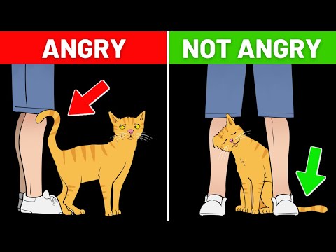 If Your Cat Acts Weird, Don’t Worry. Here’s Why!