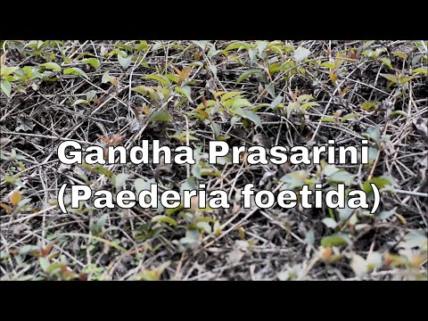 Gandha Prasarini Extract Powder