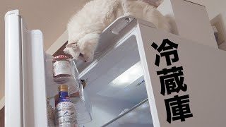 猫がまさかの冷蔵庫に侵入！？