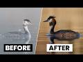 Camera Settings For Bird Photography The Complete Guide With Peter Dam
