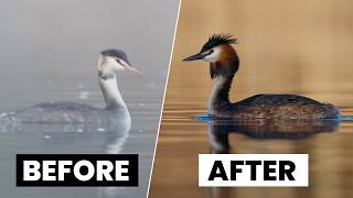 Camera Settings for Bird Photography - The Complete Guide with Peter Dam