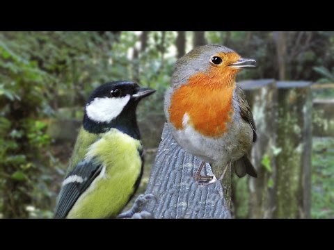 Bird Sounds : Birds Chirping Sounds for Cats to Watch and Listen To