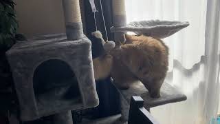 はじめてのキャットタワーの思い出。