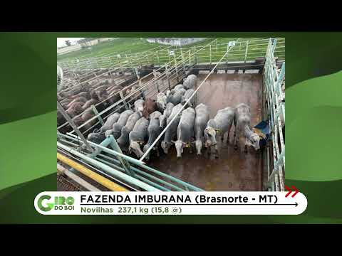 NOVILHADA CABECEIRA ALCANÇA 15,8@ EM BRASNORTE (MT); VEJA