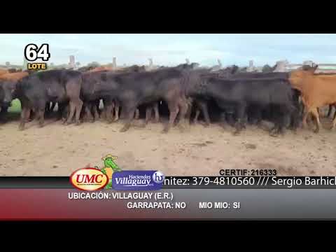 Lote 70 Terneras en Villaguay, Entre Ríos