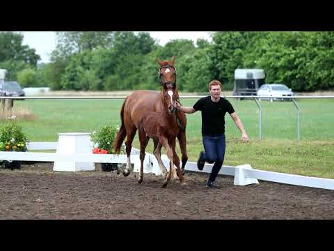 Nr. 11 Hengst von Vidar-Curator-Da Caprio