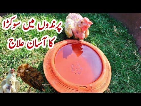 Helping Chicken To Gain Weight | Sokra ka ilaj | Weak Chicken Treatment | Anorexia | Dr. ARSHAD