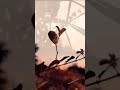 Gesi Baglari Status Nature Video Shorts Nature