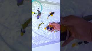 #seascapes #fishkeepinghobby #marinefish #shipment #fishshipment #shorts #ytshorts
