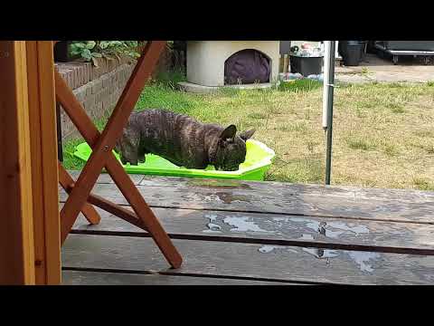 Schieti und die Muschel