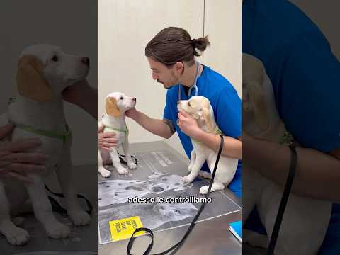 Lara e Lana ♥️🥰 #medicinaveterinaria #medvet #vet #puppy #meticci #love