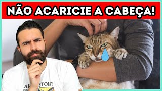 Pense DUAS VEZES Antes de Fazer CARINHO NA CABEÇA do Seu Gato!