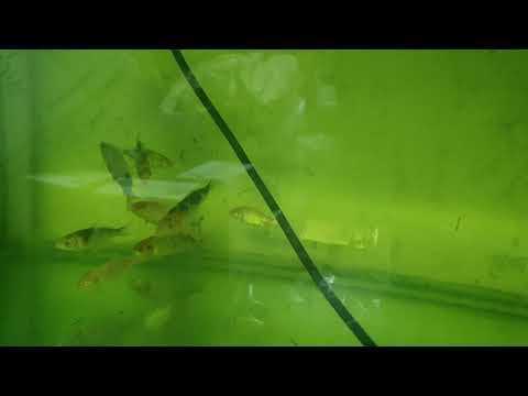 Koi Breeding 19 EP 18 Tank Raising the Best Fry