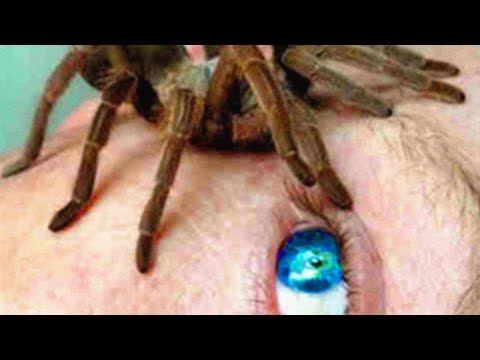 Top 15 Most Dangerous Tiny Animals!